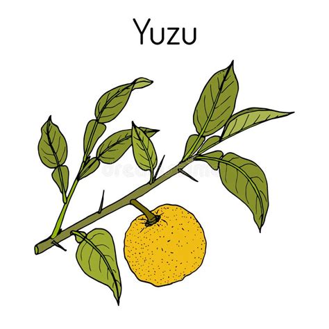 Yuzu Icon. Trendy Yuzu Logo Concept On White Background From Fruits And Vegetables Collection ...