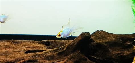 Electric Blue Ram Cichlid - (Mikrogeophagus ramirezi)