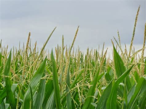 Hymark High Spots We Want Your Non Gmo Corn