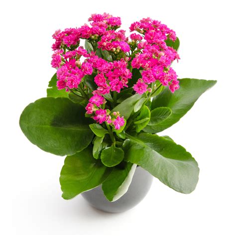 Kalanchoe In Flowers Plant Safari