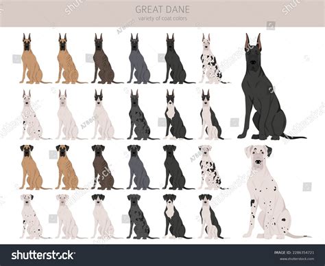Great Dane Clipart Different Poses Coat Stock Vector Royalty Free