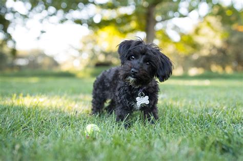 Are Yorkie Poos Good Dogs