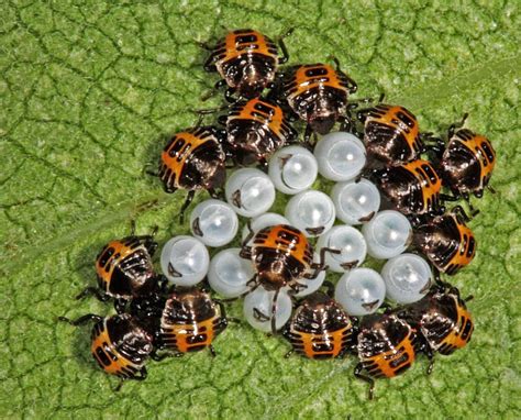 Stink Bugs And Lady Beetles Metro Parks Central Ohio Park System