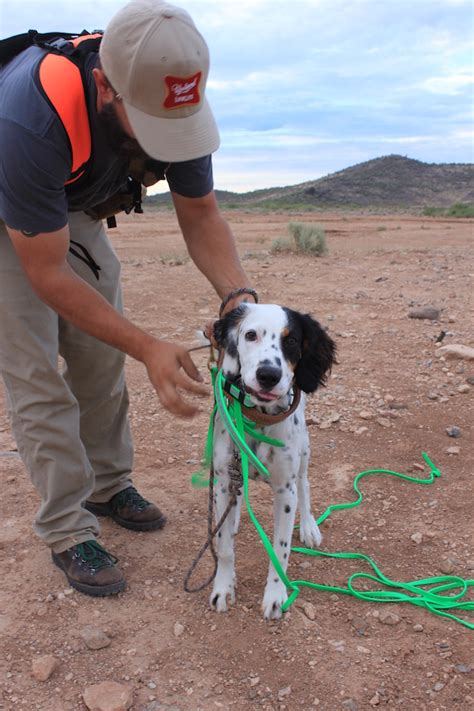 Arizona Quail Hunting: Bird Dogs - Arizona WanderingsArizona Wanderings