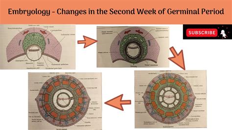 Changes In The Second Week Of Germinal Period Changes In The