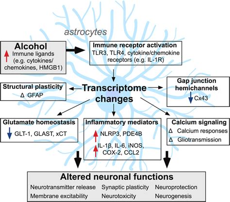 Neuroimmune Signaling In Alcohol Use Disorder Abstract Europe Pmc