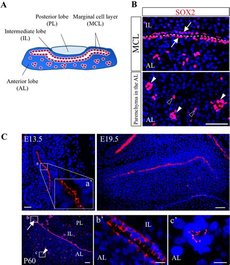 Figure 2 From Regulatory System For Stemprogenitor Cell Niches In The