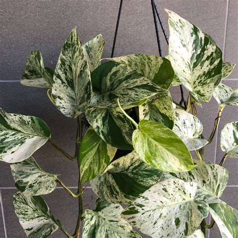 Marble Queen Pothos Indoor Plant Addicts