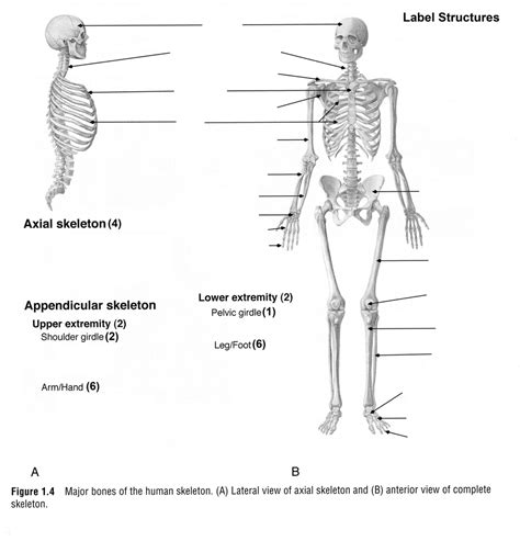 Major Bones of Skeleton Diagram Diagram | Quizlet