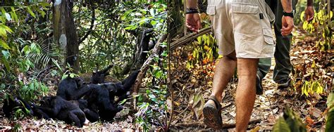 Tanzania Chimpanzee Safari Experience With Africanmecca Safaris