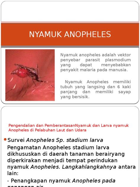 Gambar Nyamuk Anopheles - Zona Gratis