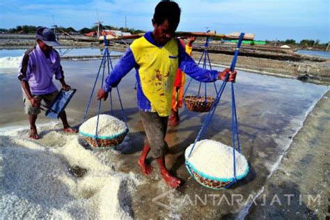 Produksi Garam Pamekasan 6 541 25 Ton ANTARA News Jawa Timur