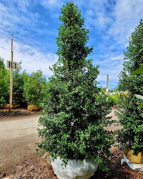 Evergreen Shrubs : Top Varieties and Care Tips for a Year-Round Garden