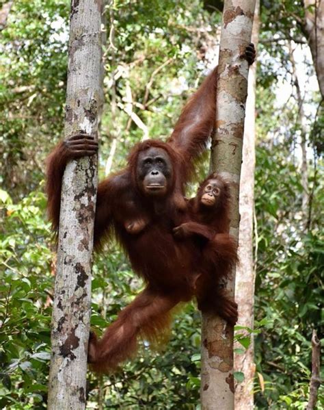 Borneo Holidays 2024 2025 Tailor Made From Audley Travel UK