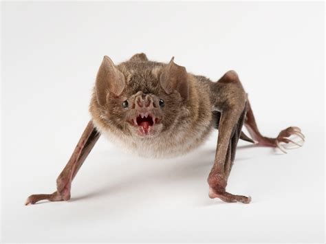 Vampire bats (Desmodus rotundus) do a high powered push-up to launch