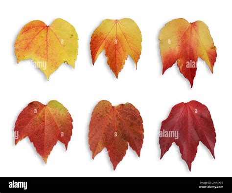 Vitis Vinifera Subsp Sylvestris Vitis Vinifera Subsp Sylvestris