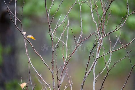 Naked Birch Tree Branches In Autumn Against Dark Background Stock Image Image Of Plant