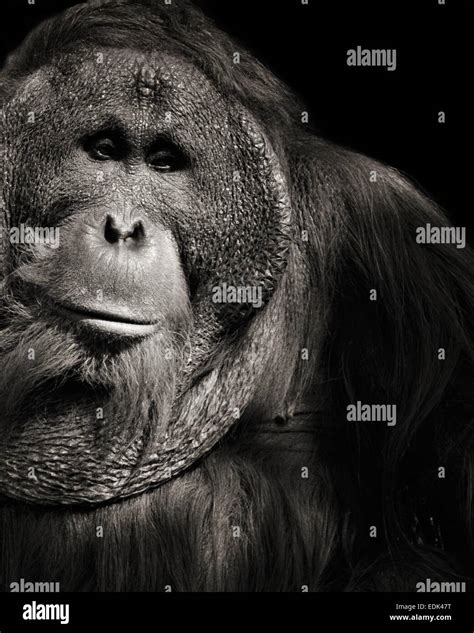 Retrato en blanco y negro de un gran orangután mirando hacia adelante