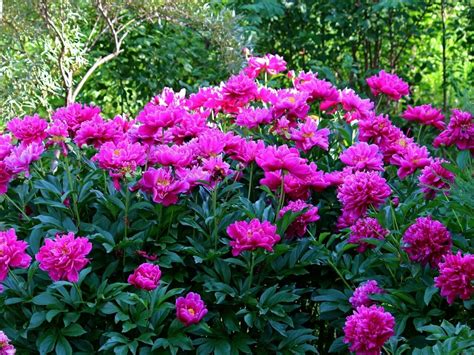 Пионы кустовые - 68 фото