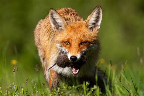 Welche Ger Usche Macht Der Fuchs Nachts Gartenlexikon De