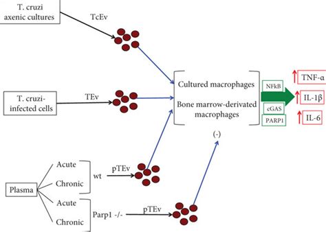 T Cruzi Extracellular Vesicles Can Activate Macrophages To Release Download Scientific Diagram