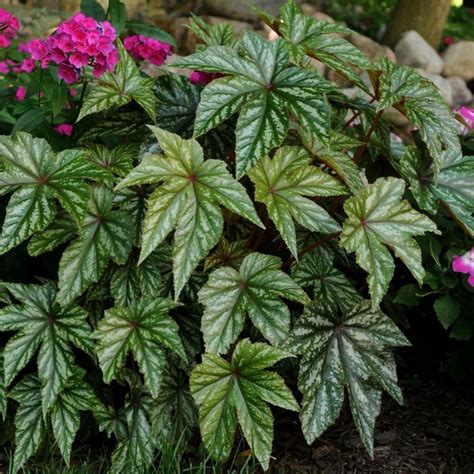 Бегония Грифон Уход В Домашних Условиях Фото – Telegraph