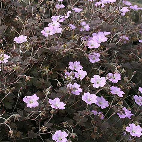 Geranium Dusky Rose Future Forests