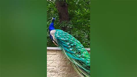 🦚on The Roof Peacock Sounds🦚peacock Call Peacock Shorts Youtube