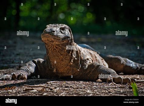 The Komodo dragon is a large species of lizard found in the Indonesian