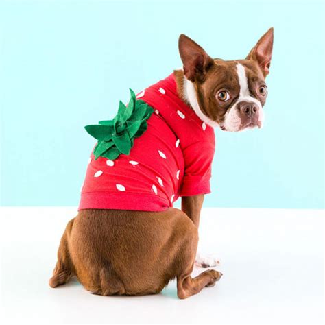 Маскарадные костюмы для собак - 97 фото