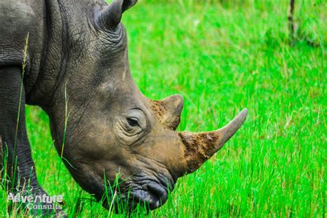 Where To See Rhinos In Uganda Emerging Destinations