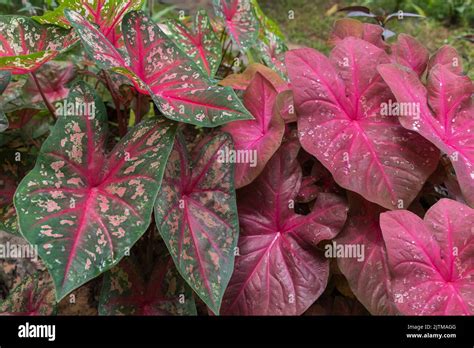Tropical ornamental plants. Caladium Elephant ear other names Heart of