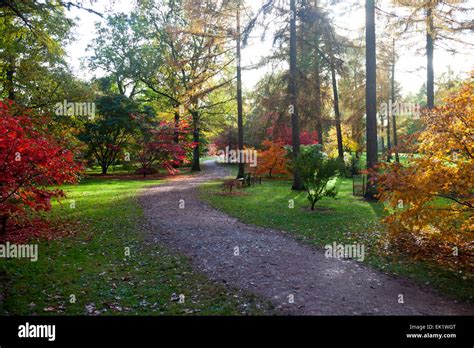 Autumn colour in Silk Wood at Westonbirt Arboretum, Gloucestershire ...