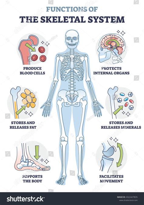 206 Skeletal system functions Images, Stock Photos & Vectors | Shutterstock