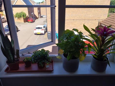 My therapist told me that plants would be good for me, so I bought a