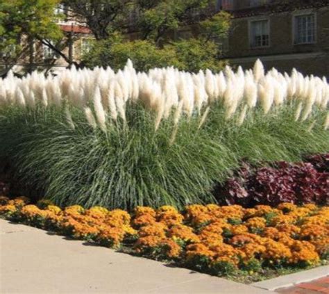 Dwarf Pampas Grass Cortaderia Selloana Pumila This Outstanding Grass Has Beautiful Ivory Plumes