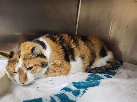 cobb county animal services 9