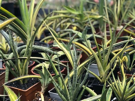 Сансевиерии - exoticplantshop.org