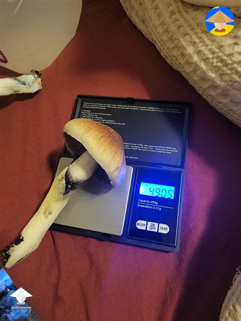 Cubensis Z strain growing #2