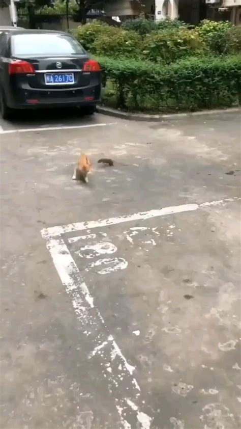 funny cat jerry mawar cantik