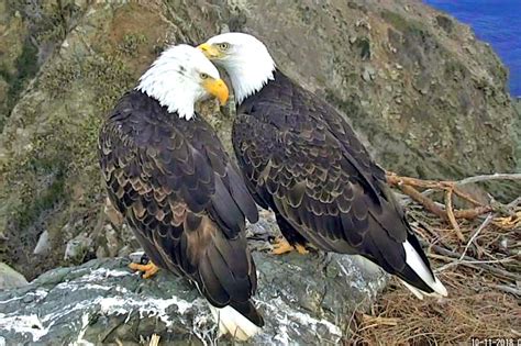 Bald Eagles Nesting | Live Webcam Views | United States