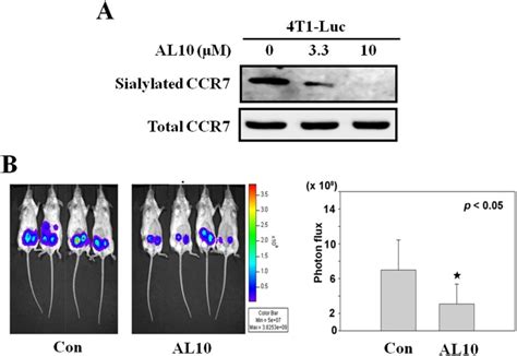 A Highly Metastatic Murine 4t1 Luc Breast Cancer Cells In Which Download Scientific Diagram