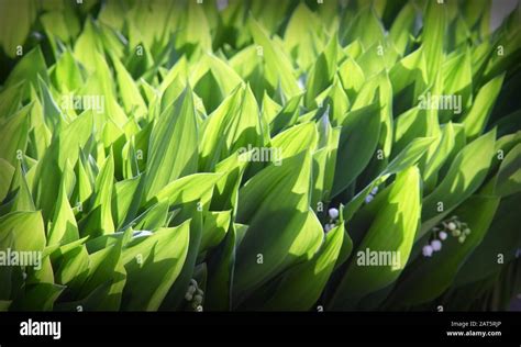 Lilies of the valley leaves Stock Photo - Alamy