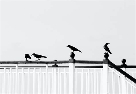 What Does Seeing 4 Crows Indicate Spiritually?