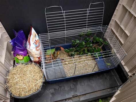 how to hedgehog hiding indoors 6