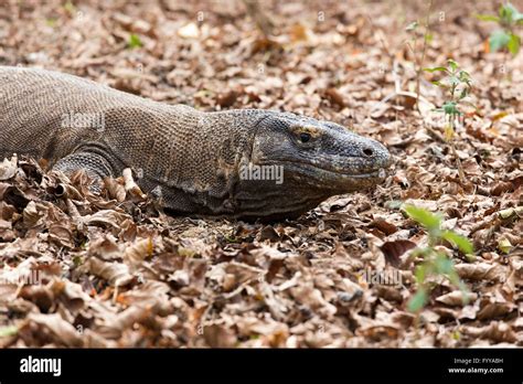 Komodo Dragon, the largest lizard in the world. Indonesia Stock Photo