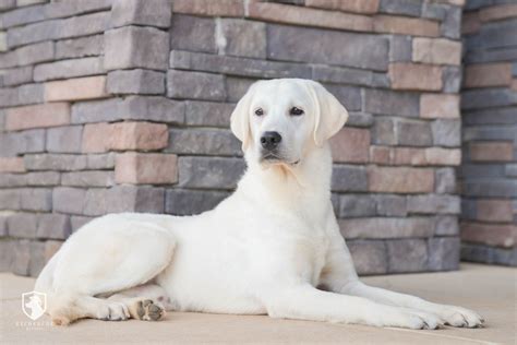 What’s the Difference Between a Boy & Girl Labrador? - Recherche Labs