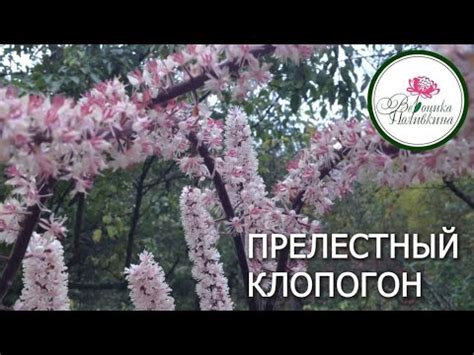 КЛОПОГОН - УКРАШЕНИЕ ТЕНИСТОГО САДА - YouTube