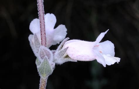 native foxglove  lake biddy wa  australia  september