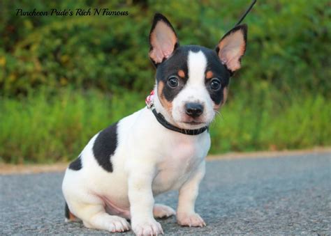 Teddy Roosevelt Terrier Puppies Profile Care Facts Traits Dog